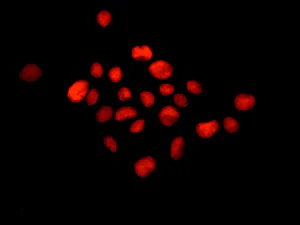 Immunocytochemistry/ Immunofluorescence - Anti-RECQ1 antibody [EPR8049(2)] - BSA and Azide free (AB249704)