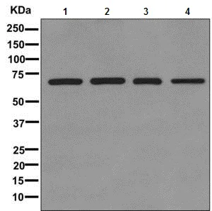 Western blot - Anti-RECQ1 antibody [EPR8049(2)] - BSA and Azide free (AB249704)