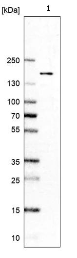 Western blot - Anti-RECQL4 antibody (AB188125)
