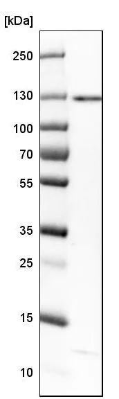 Western blot - Anti-RECQL5 antibody (AB224135)