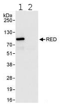 Immunoprecipitation - Anti-RED antibody (AB85965)