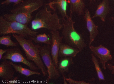 Immunocytochemistry/ Immunofluorescence - Anti-RED1 antibody (AB64830), expandable thumbnail