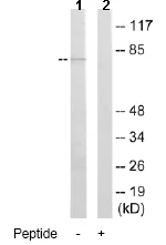 Western blot - Anti-RED1 antibody (AB64830)
