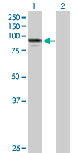 Western blot - Anti-RED1 antibody (AB89436), expandable thumbnail