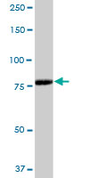 Western blot - Anti-RED1 antibody (AB89436), expandable thumbnail