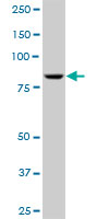 Western blot - Anti-RED1 antibody (AB89436), expandable thumbnail