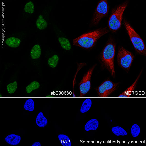 Immunocytochemistry/ Immunofluorescence - Anti-RED1 antibody [EPR25433-101] (ab290638), expandable thumbnail