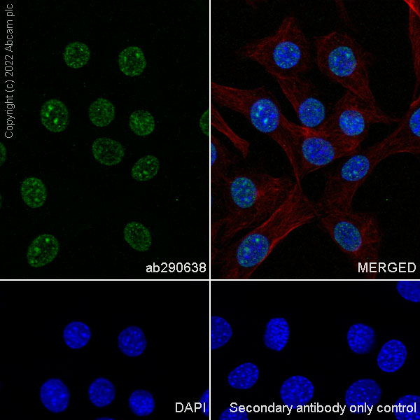 Immunocytochemistry/ Immunofluorescence - Anti-RED1 antibody [EPR25433-101] (ab290638), expandable thumbnail