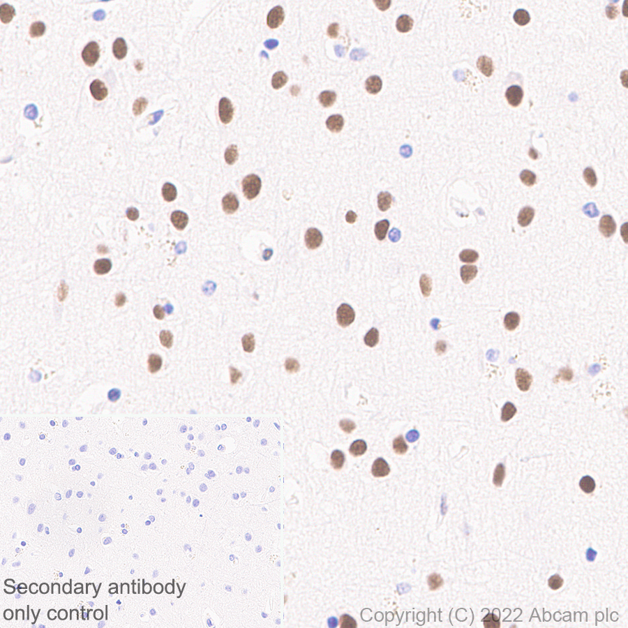 Immunohistochemistry (Formalin/PFA-fixed paraffin-embedded sections) - Anti-RED1 antibody [EPR25433-101] (AB290638), expandable thumbnail