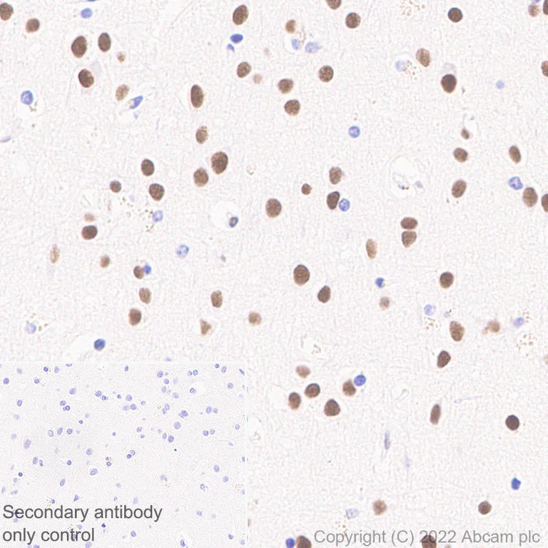 Immunohistochemistry (Formalin/PFA-fixed paraffin-embedded sections) - Anti-RED1 antibody [EPR25433-101] (AB290638)
