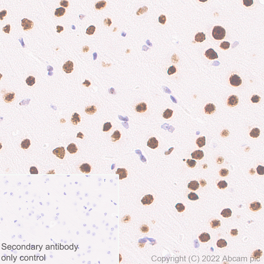 Immunohistochemistry (Formalin/PFA-fixed paraffin-embedded sections) - Anti-RED1 antibody [EPR25433-101] (ab290638), expandable thumbnail