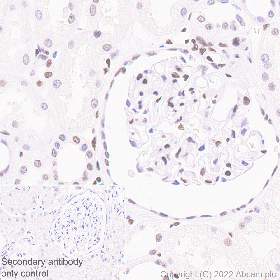 Immunohistochemistry (Formalin/PFA-fixed paraffin-embedded sections) - Anti-RED1 antibody [EPR25433-101] (AB290638), expandable thumbnail