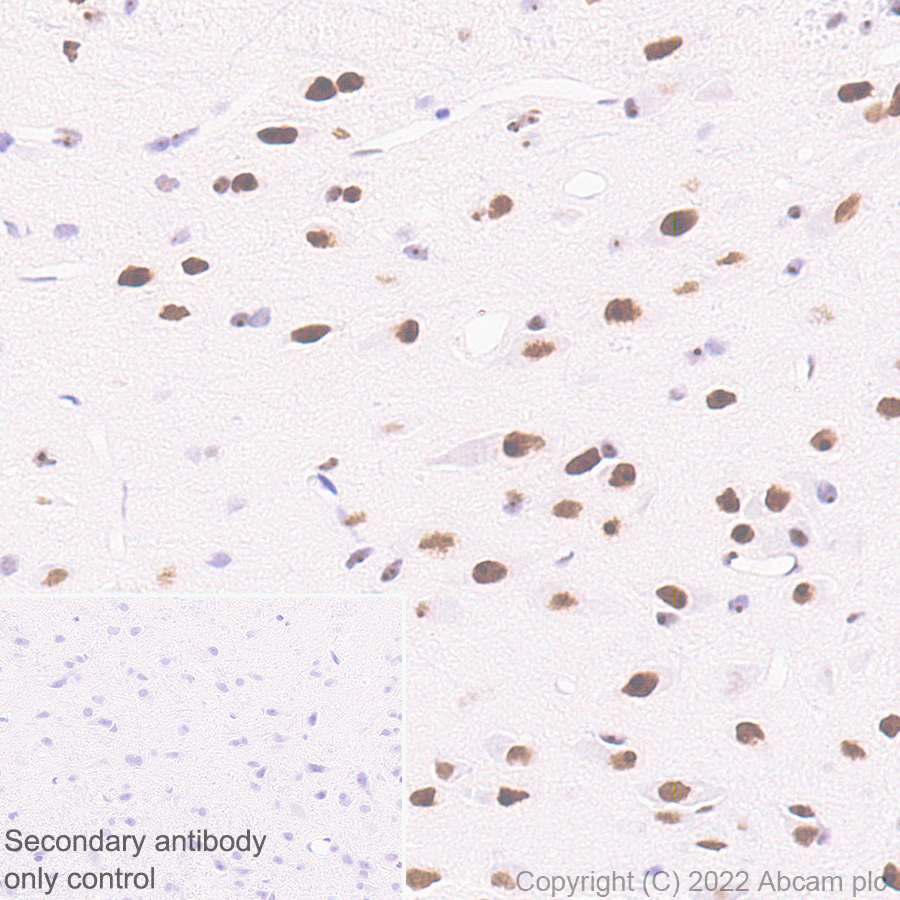 Immunohistochemistry (Formalin/PFA-fixed paraffin-embedded sections) - Anti-RED1 antibody [EPR25433-101] (ab290638), expandable thumbnail