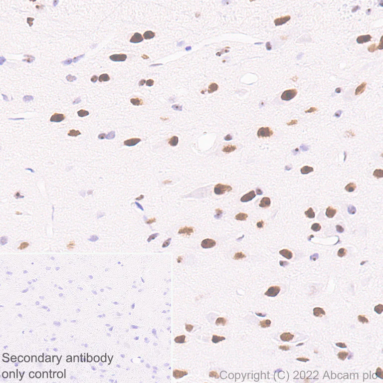 Immunohistochemistry (Formalin/PFA-fixed paraffin-embedded sections) - Anti-RED1 antibody [EPR25433-101] (AB290638)