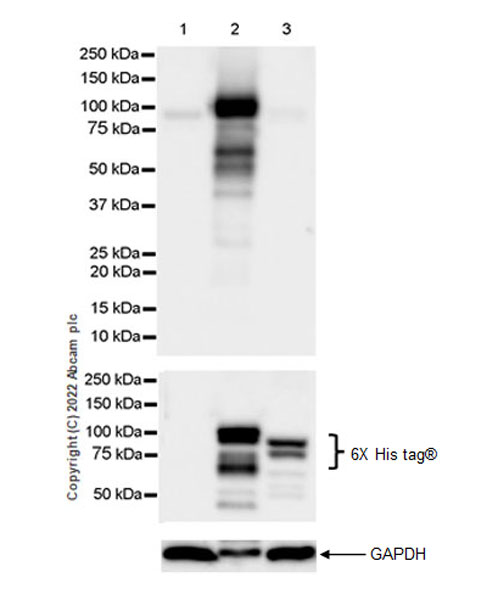 Western blot - Anti-RED1 antibody [EPR25433-101] (AB290638), expandable thumbnail