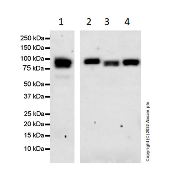 Western blot - Anti-RED1 antibody [EPR25433-101] (AB290638), expandable thumbnail