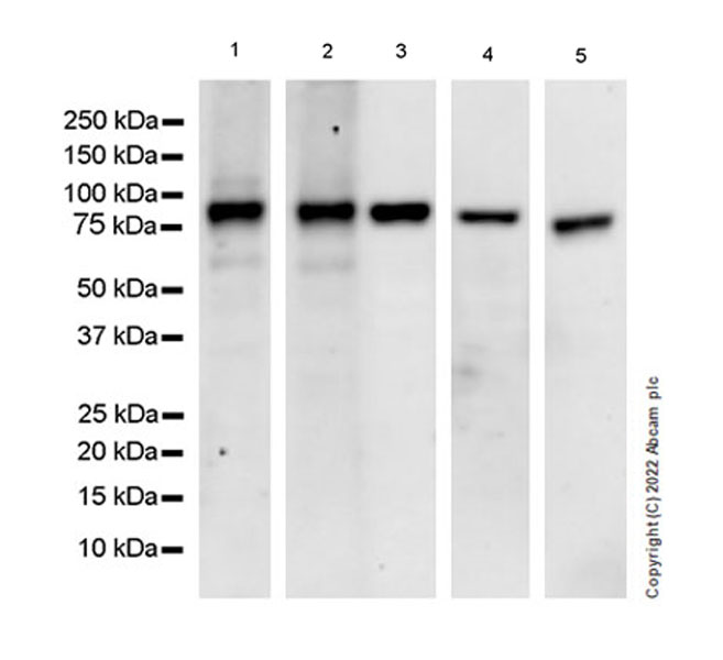 Western blot - Anti-RED1 antibody [EPR25433-101] (AB290638), expandable thumbnail