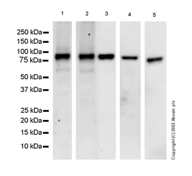 Western blot - Anti-RED1 antibody [EPR25433-101] (AB290638)