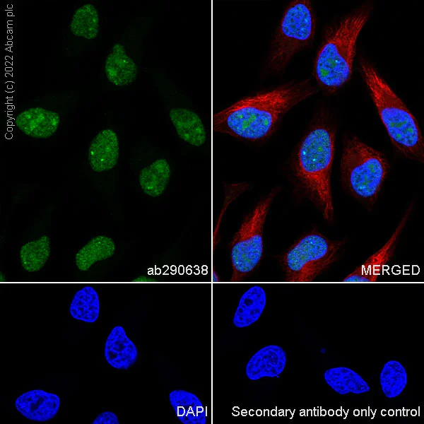 Immunocytochemistry/ Immunofluorescence - Anti-RED1 antibody [EPR25433-101] - BSA and Azide free (AB290649)