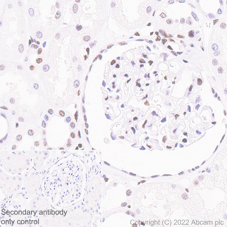 Immunohistochemistry (Formalin/PFA-fixed paraffin-embedded sections) - Anti-RED1 antibody [EPR25433-101] - BSA and Azide free (AB290649)