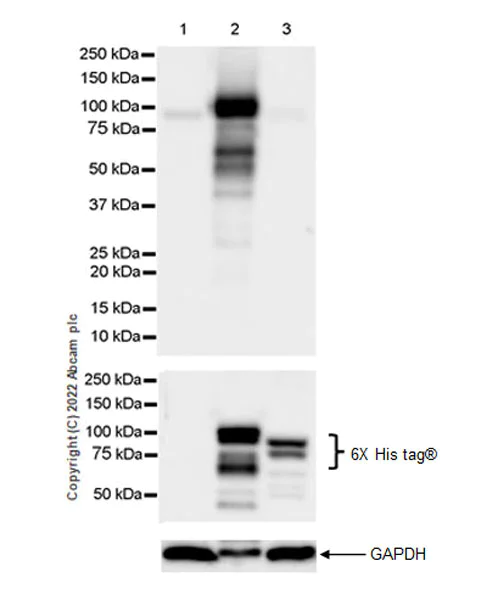 Western blot - Anti-RED1 antibody [EPR25433-101] - BSA and Azide free (AB290649)