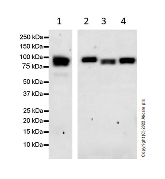 Western blot - Anti-RED1 antibody [EPR25433-101] - BSA and Azide free (AB290649)