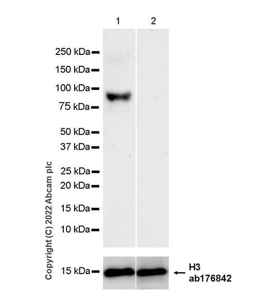 Western blot - Anti-RED1 + RED2 antibody [EPR26577-102] (AB307893), expandable thumbnail