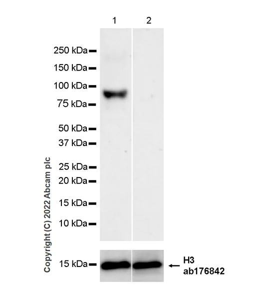 Western blot - Anti-RED1 + RED2 antibody [EPR26577-102] - BSA and Azide free (AB307894)
