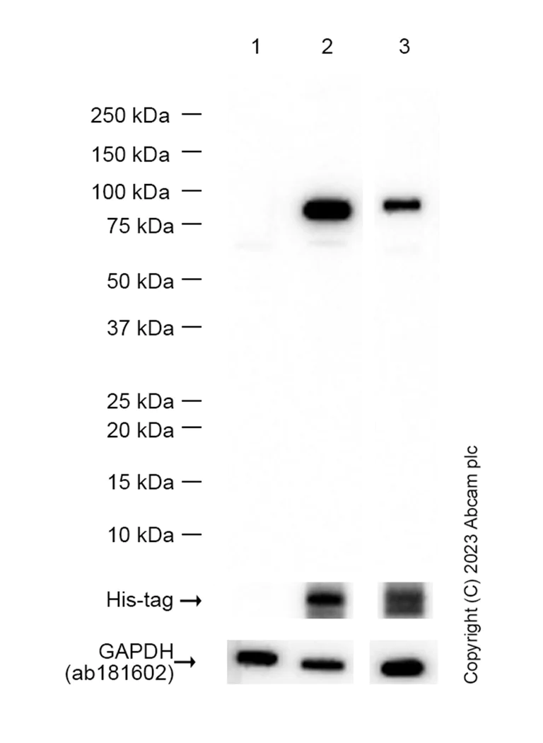 Western blot - Anti-RED1 + RED2 antibody [EPR26577-102] - BSA and Azide free (AB307894)