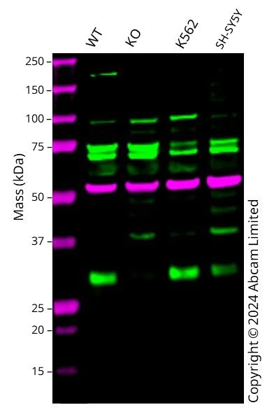 Western blot - Anti-REDD-1/DDIT4 antibody [EPR18716] - BSA and Azide free (AB251095)