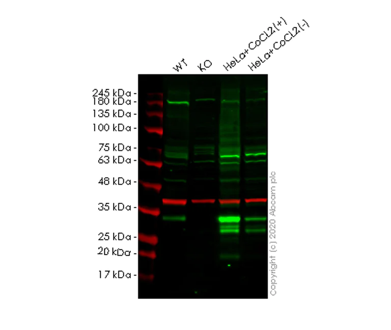 Western blot - Anti-REDD-1/DDIT4 antibody [EPR18716] - BSA and Azide free (AB251095)
