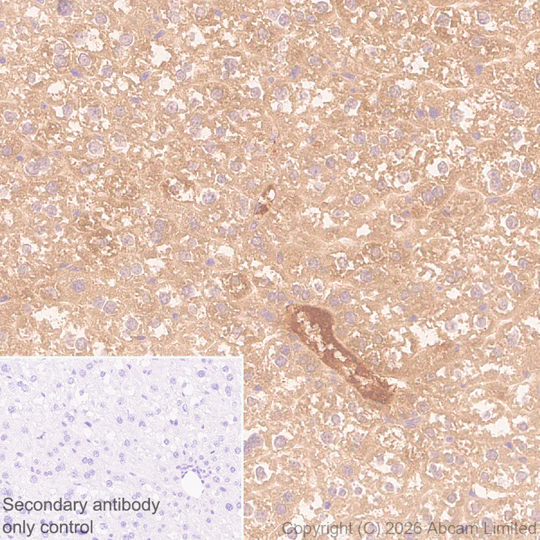 Immunohistochemistry (Formalin/PFA-fixed paraffin-embedded sections) - Anti-Reduced Glutathione(GSH) antibody [EPR26828-37] (AB326336)