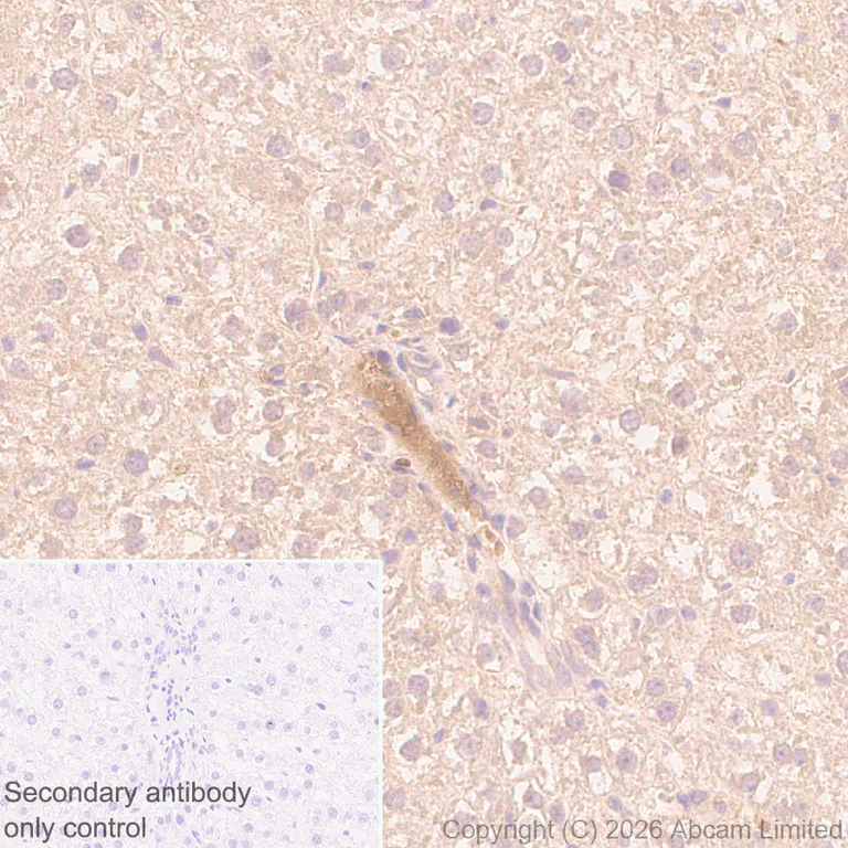 Immunohistochemistry (Formalin/PFA-fixed paraffin-embedded sections) - Anti-Reduced Glutathione(GSH) antibody [EPR26828-37] (AB326336)