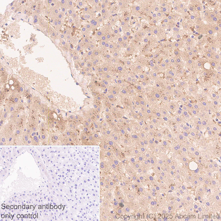 Immunohistochemistry (Formalin/PFA-fixed paraffin-embedded sections) - Anti-Reduced Glutathione(GSH) antibody [EPR26828-37] (AB326336)
