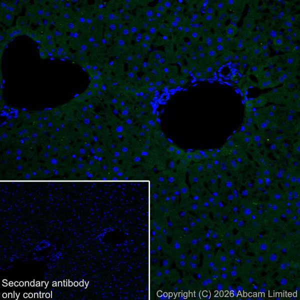 Immunohistochemistry (Frozen sections) - Anti-Reduced Glutathione(GSH) antibody [EPR26828-37] (AB326336)