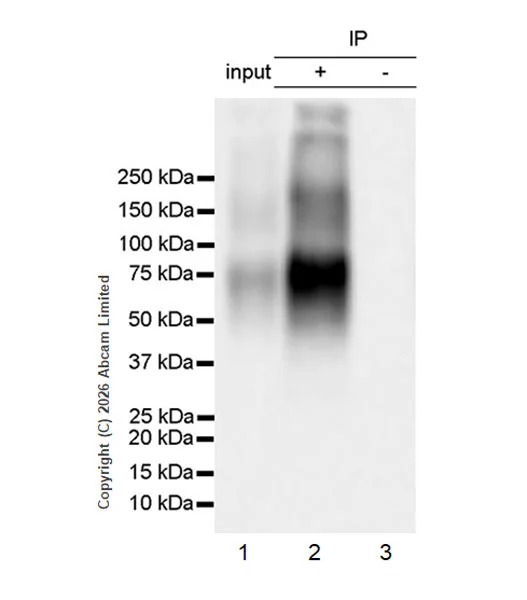 Immunoprecipitation - Anti-Reduced Glutathione(GSH) antibody [EPR26828-37] (AB326336)