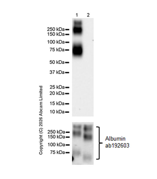 Anti-Reduced Glutathione(GSH) antibody [EPR26828-37] (ab326336)