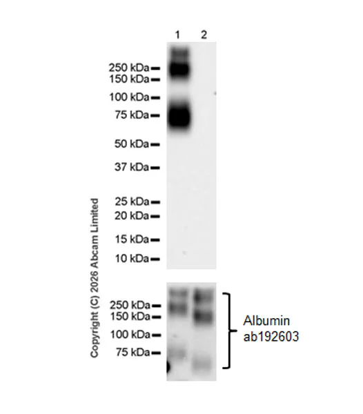 Western blot - Anti-Reduced Glutathione(GSH) antibody [EPR26828-37] (AB326336)