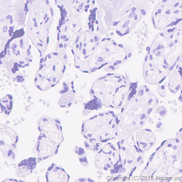 Immunohistochemistry (Formalin/PFA-fixed paraffin-embedded sections) - Anti-Reelin antibody [EPR22515-75] (AB230820)