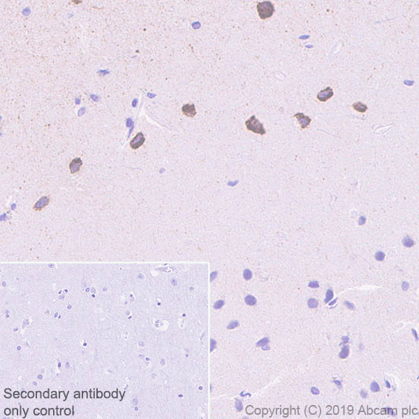 Immunohistochemistry (Formalin/PFA-fixed paraffin-embedded sections) - Anti-Reelin antibody [EPR22515-75] - BSA and Azide free (AB259267)