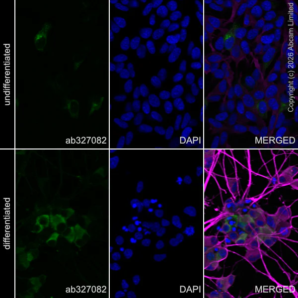 Immunocytochemistry/ Immunofluorescence - Anti-Reelin antibody [EPR23310-40R] (AB327082)