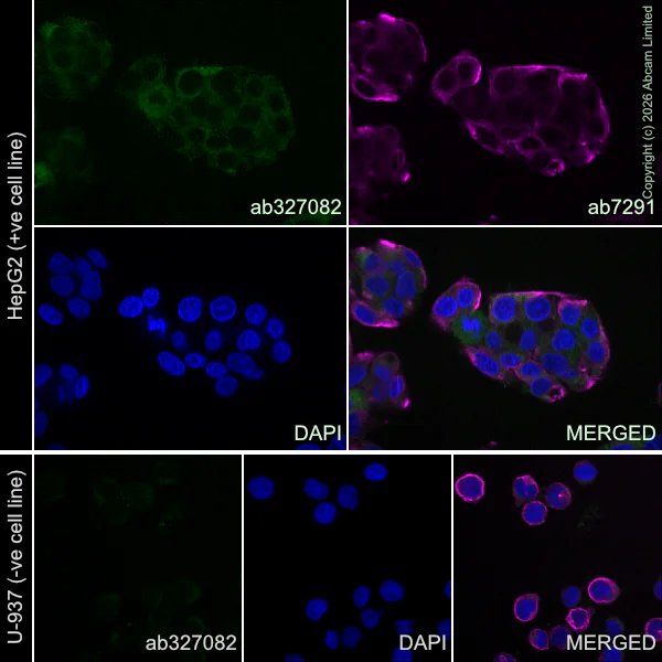 Immunocytochemistry/ Immunofluorescence - Anti-Reelin antibody [EPR23310-40R] (AB327082)