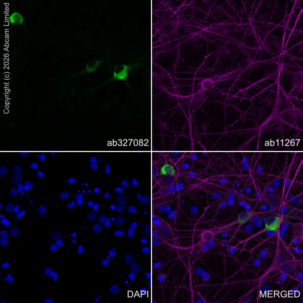 Immunocytochemistry/ Immunofluorescence - Anti-Reelin antibody [EPR23310-40R] (AB327082)