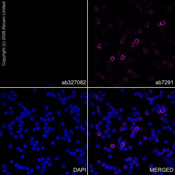 Immunocytochemistry/ Immunofluorescence - Anti-Reelin antibody [EPR23310-40R] (AB327082)