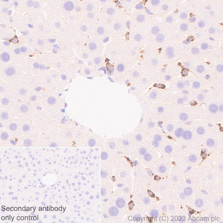 Immunohistochemistry (Formalin/PFA-fixed paraffin-embedded sections) - Anti-Reelin antibody [EPR26278-30] (ab312310), expandable thumbnail