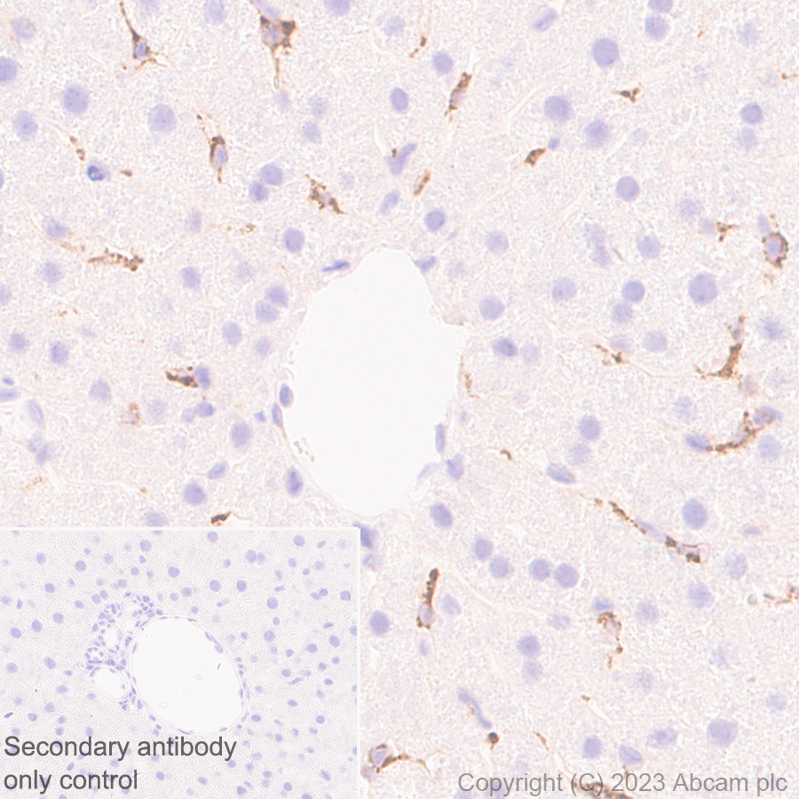 Immunohistochemistry (Formalin/PFA-fixed paraffin-embedded sections) - Anti-Reelin antibody [EPR26278-30] (ab312310), expandable thumbnail