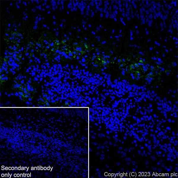 Immunohistochemistry (Frozen sections) - Anti-Reelin antibody [EPR26278-30] (ab312310), expandable thumbnail