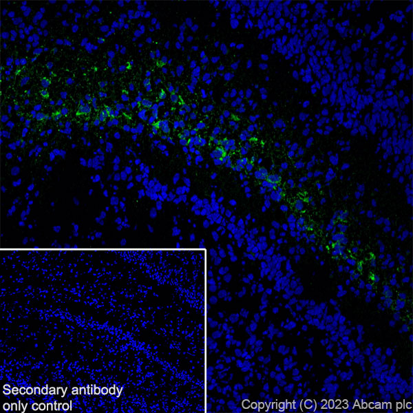 Immunohistochemistry (Frozen sections) - Anti-Reelin antibody [EPR26278-30] (ab312310), expandable thumbnail
