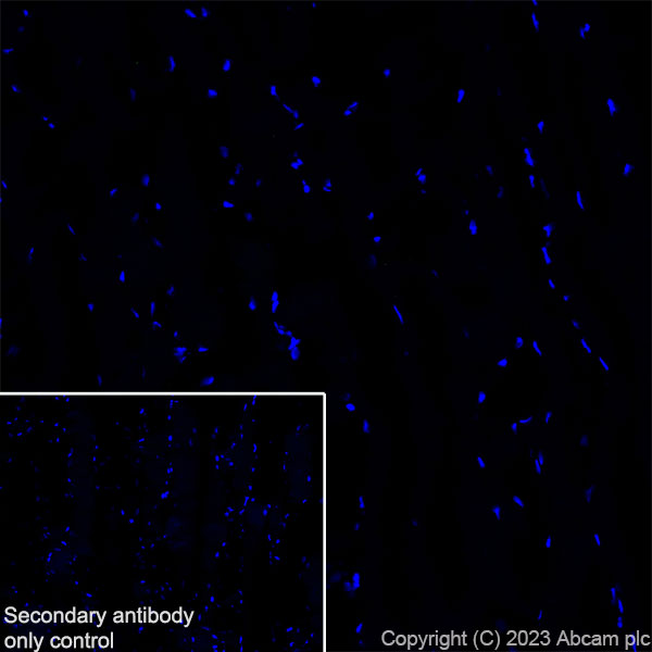 Immunohistochemistry (Frozen sections) - Anti-Reelin antibody [EPR26278-30] (ab312310), expandable thumbnail