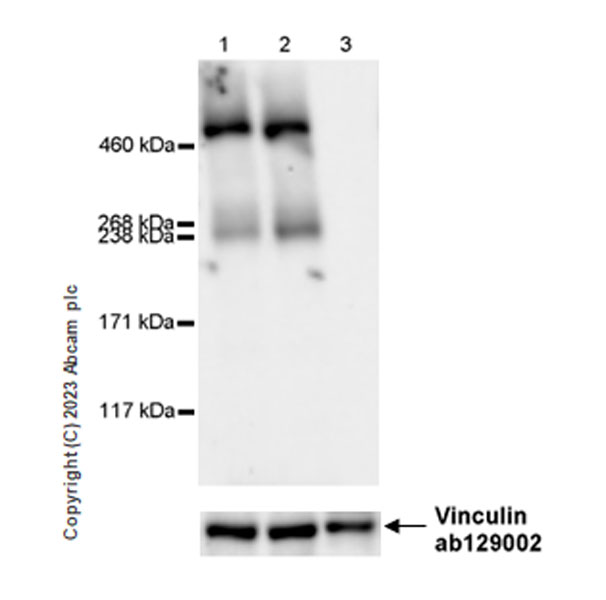 Western blot - Anti-Reelin antibody [EPR26278-30] (AB312310), expandable thumbnail